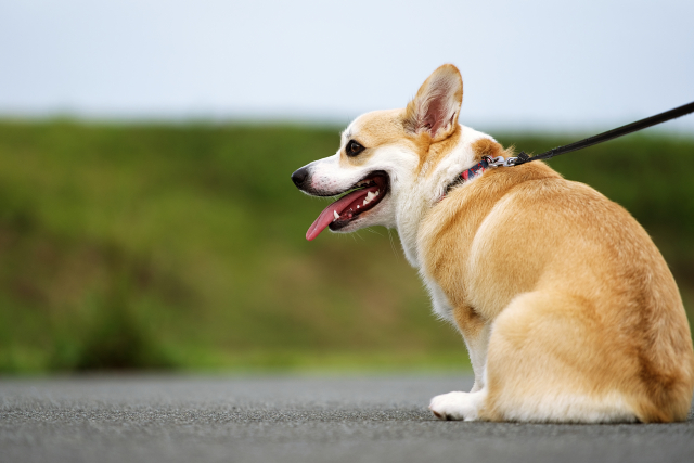 河原で散歩中の犬