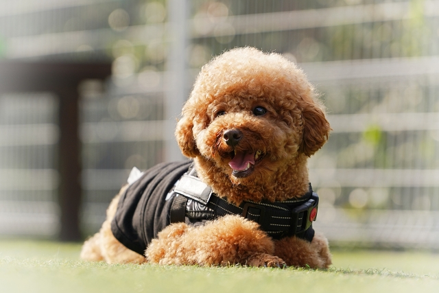 ペットケアのあゆみ