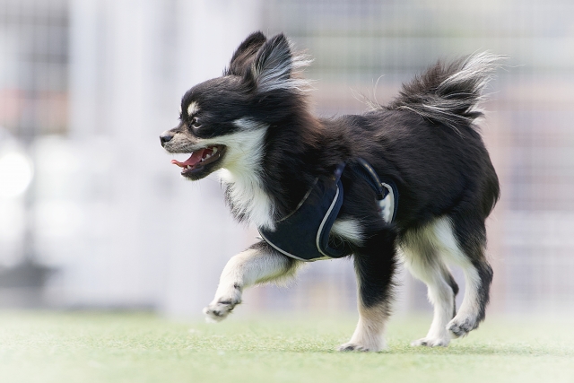 ペットと暮らす幸せ